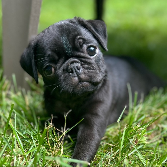 Meet your Posher, Meghan - Picture 6 of 13